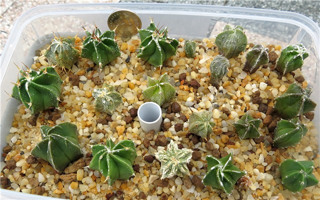 Astrophytum  hybrids
